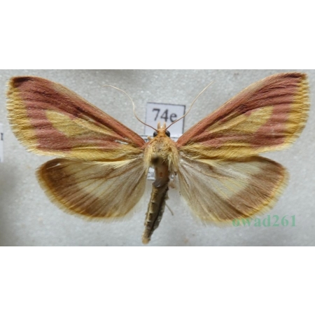 Ostrinia palustralis (Hübner, 1796) Przezierka bagienka Czech74e